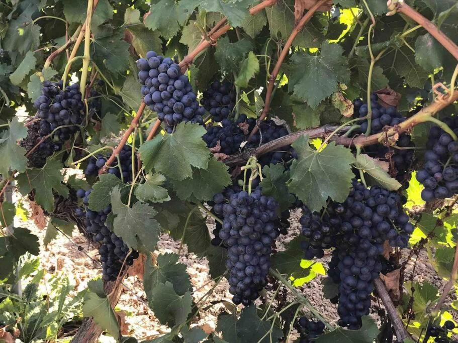 Gites En B&B Le Clos De La Cerise ชาโตเนิฟ-ดู-ปาป ภายนอก รูปภาพ